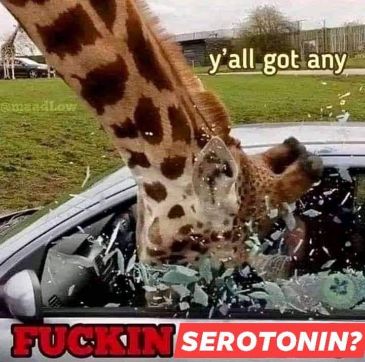 This meme features a photo of a giraffe sticking its head through the broken windshield of a car, with shattered glass and debris scattered around. The text "y'all got any" is written in a playful, informal tone, as if the giraffe is asking for something. The image is accompanied by the phrase "fuckin serotonin?" which is likely a humorous reference to the idea that the giraffe is seeking a mental health boost, but is instead finding a car full of broken glass.